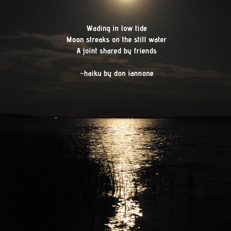 low tide haiku
