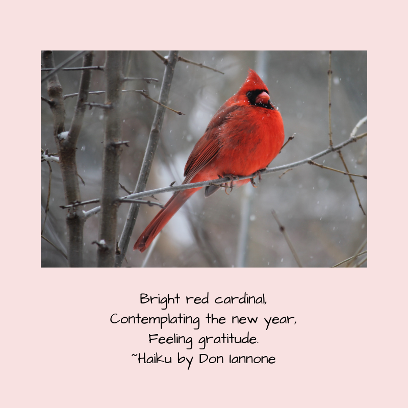 new year cardinal.png